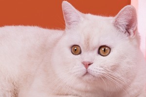 Затушеванный камео окрас британских кошек. Фото окрас камео британских кошек, котов, котят. Затушеванный камео окрас: стандарт окраса. 